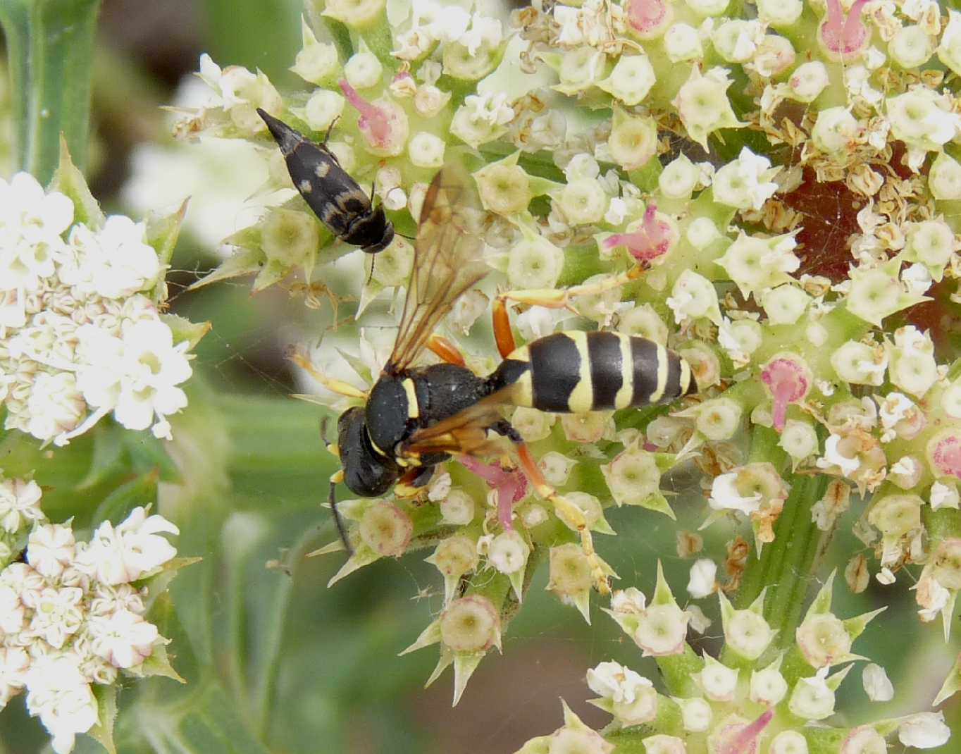 Gorytes cf. sulcifrons.